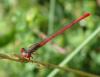 Ceriagrion tenellum